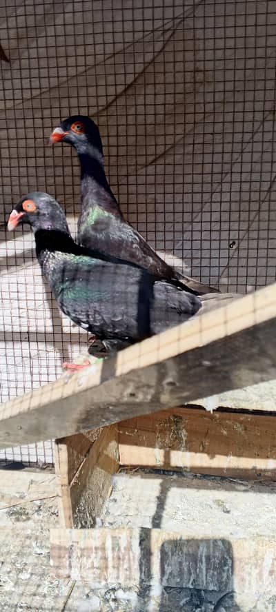 danish breeder pair sherazi male