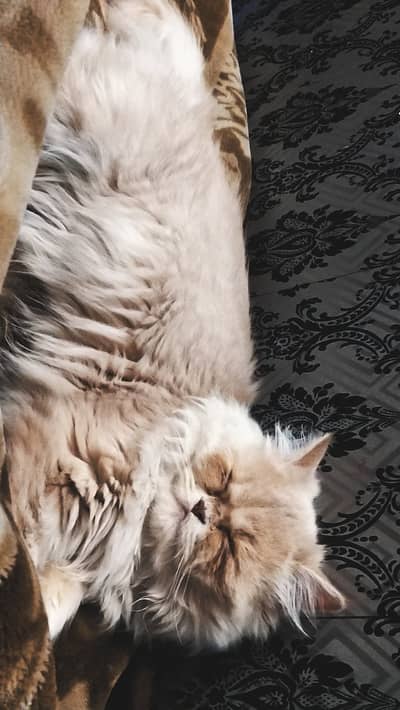 Persian punch face cat