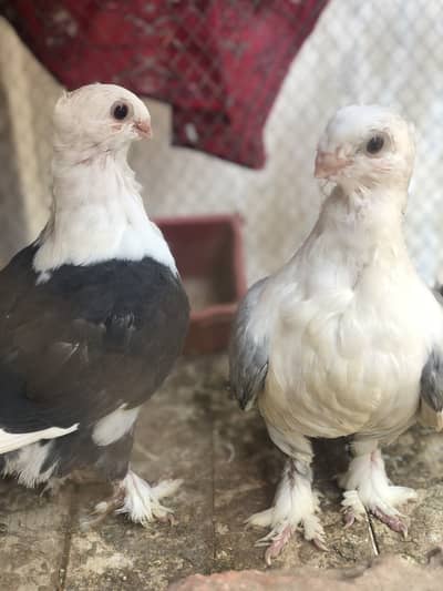 2 patta satinaiet full cutting ma ha