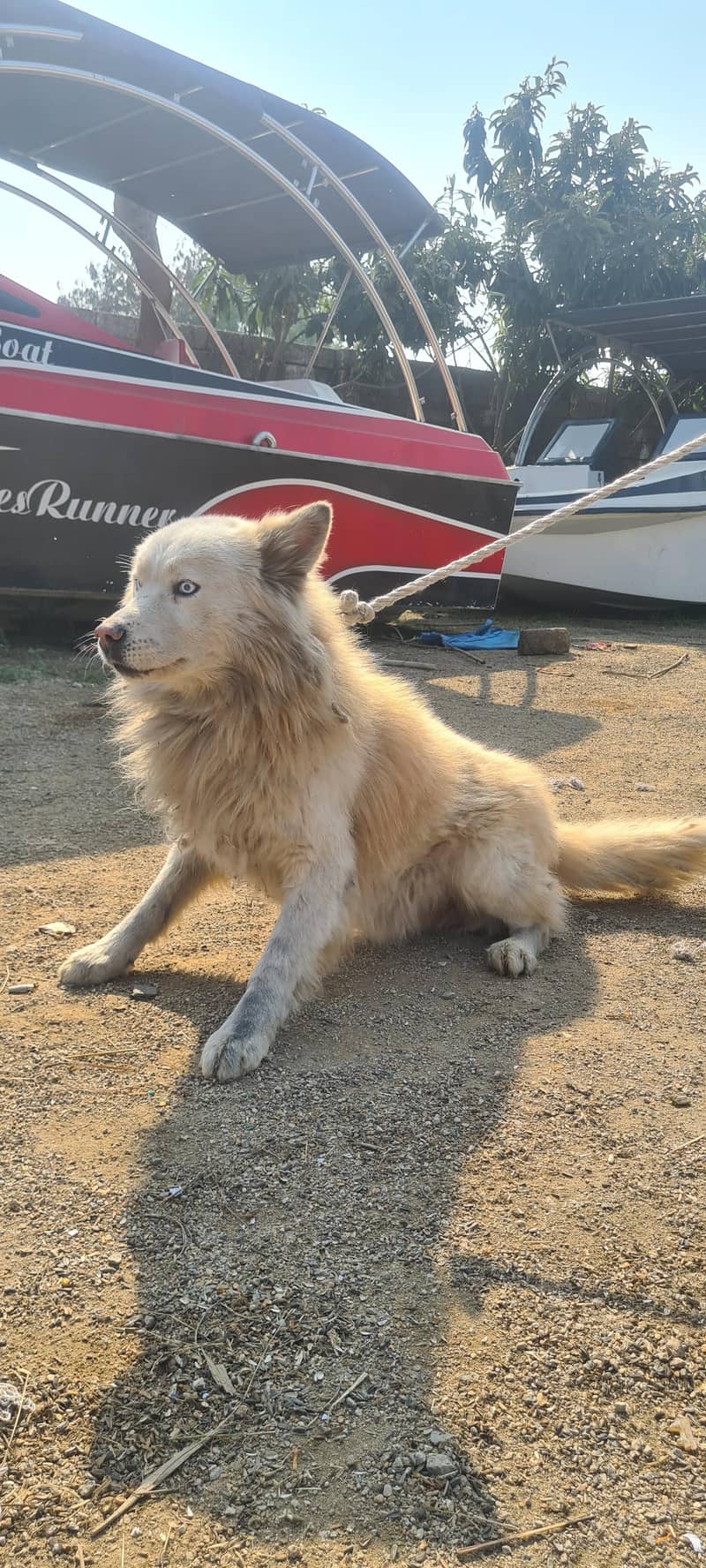 Siberian husky male female both available for sale 2