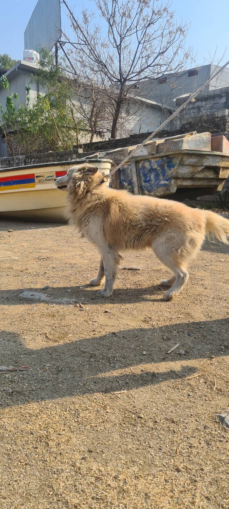 Siberian husky male female both available for sale 3
