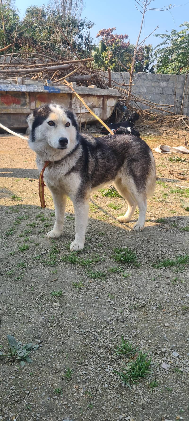 Siberian husky male female both available for sale 4