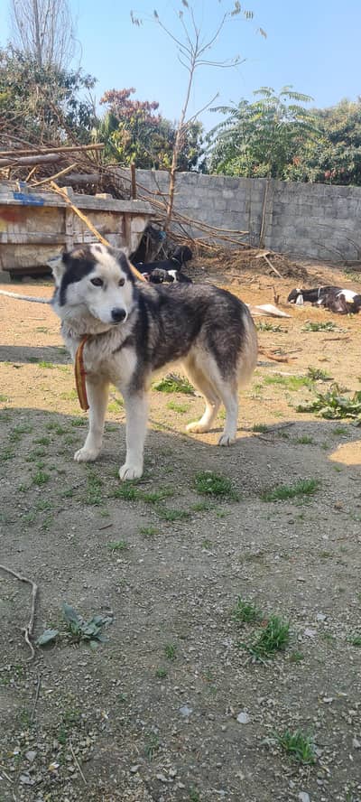 Siberian husky male female both available for sale