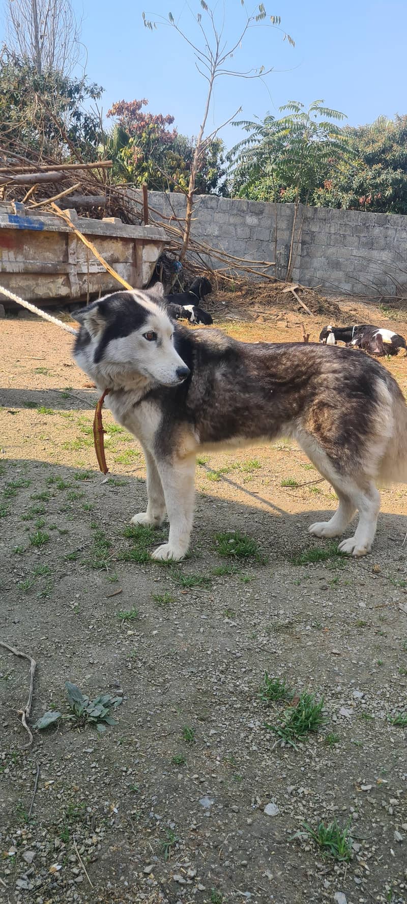 Siberian husky male female both available for sale 5