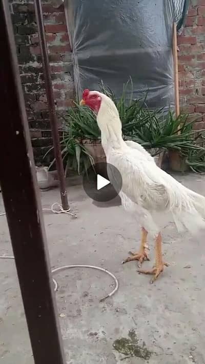 pure white shamo chicks available