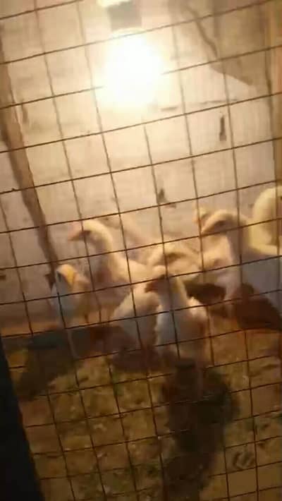 pure white shamo chicks available 03294325545
