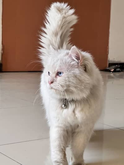 Male Persian Cat, very active and long coated