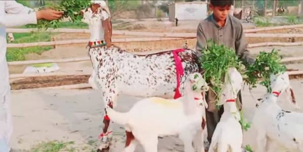 3 bacchon wali bakri for sale call""_03033477978