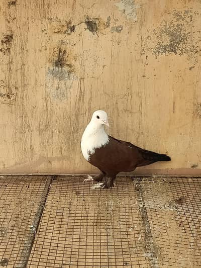 chirray and karbalai pegions for sale