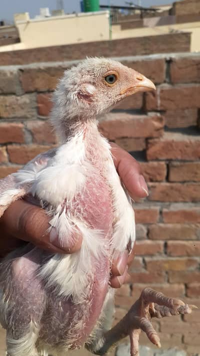 Paper White blue Eyed Heera Aseel chicks ہیرا اصیل چکس