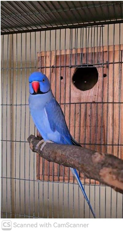 Raw chicks, yellow  ringneck chicks, green ringneck, chicks available