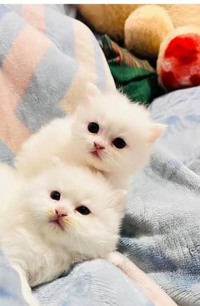 Persian punch face triple coated