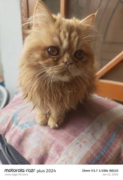 Persion Kitten For Sale Punch Face Tripal Coat