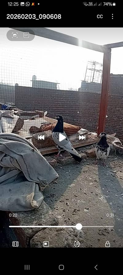 03274538440 rampuri pair