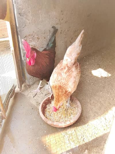 golden misri pair khibsurat