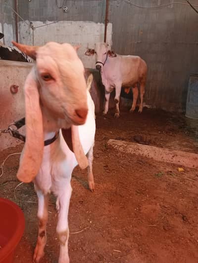 Bakra for sale ghulabi