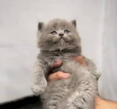 grey Persian triple coated