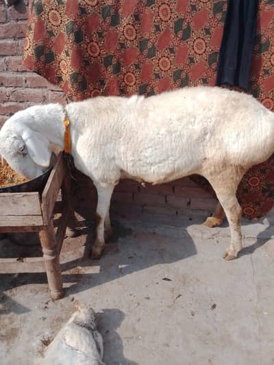 I want to sale agaban sheep munh s 4 danth h. or 4 mah ki gabhan h