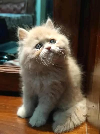 Beautiful Persian Kittens Available – Hyderabad
