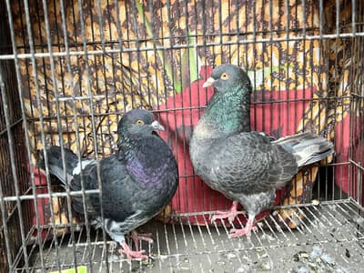 AMERICAN KING SINZE BREADER PAIR