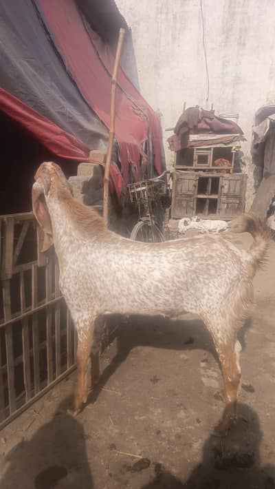 mukhi china  male goat
