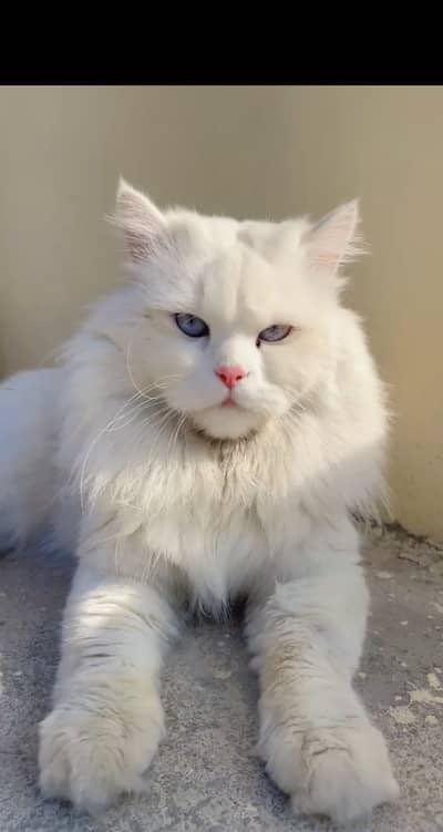 Persian Blue Eyes Triple Cote