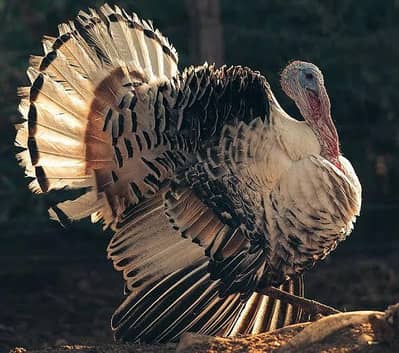 Turkey Breeders Available for Sale