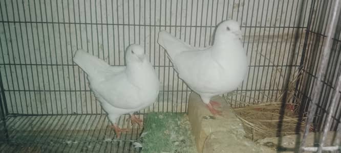 King big size breeder pairs for sale