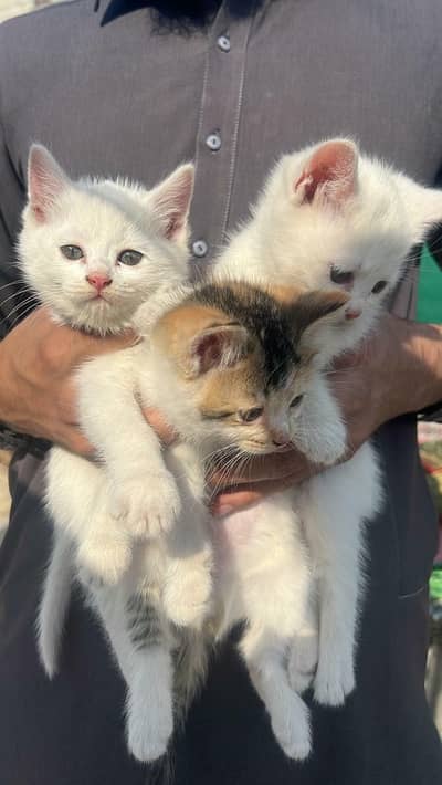 Persian Kittens