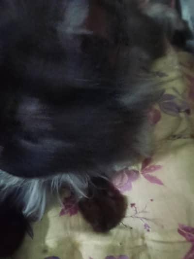 4 cats are available