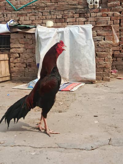 Aseel full lais paraill back footer