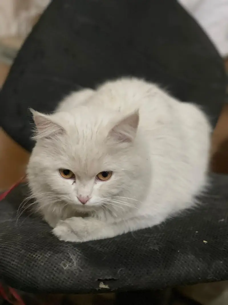 Persian cat female with 5 baby