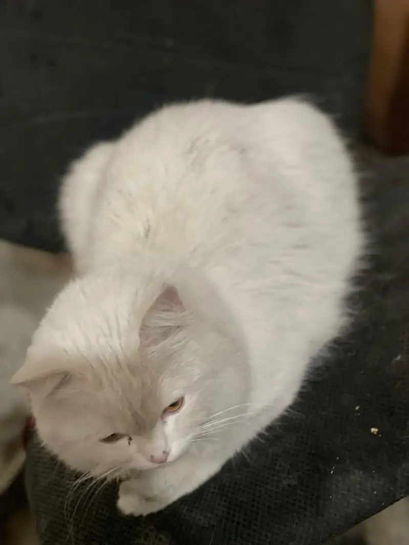Persian cat female with 5 baby — photo 2