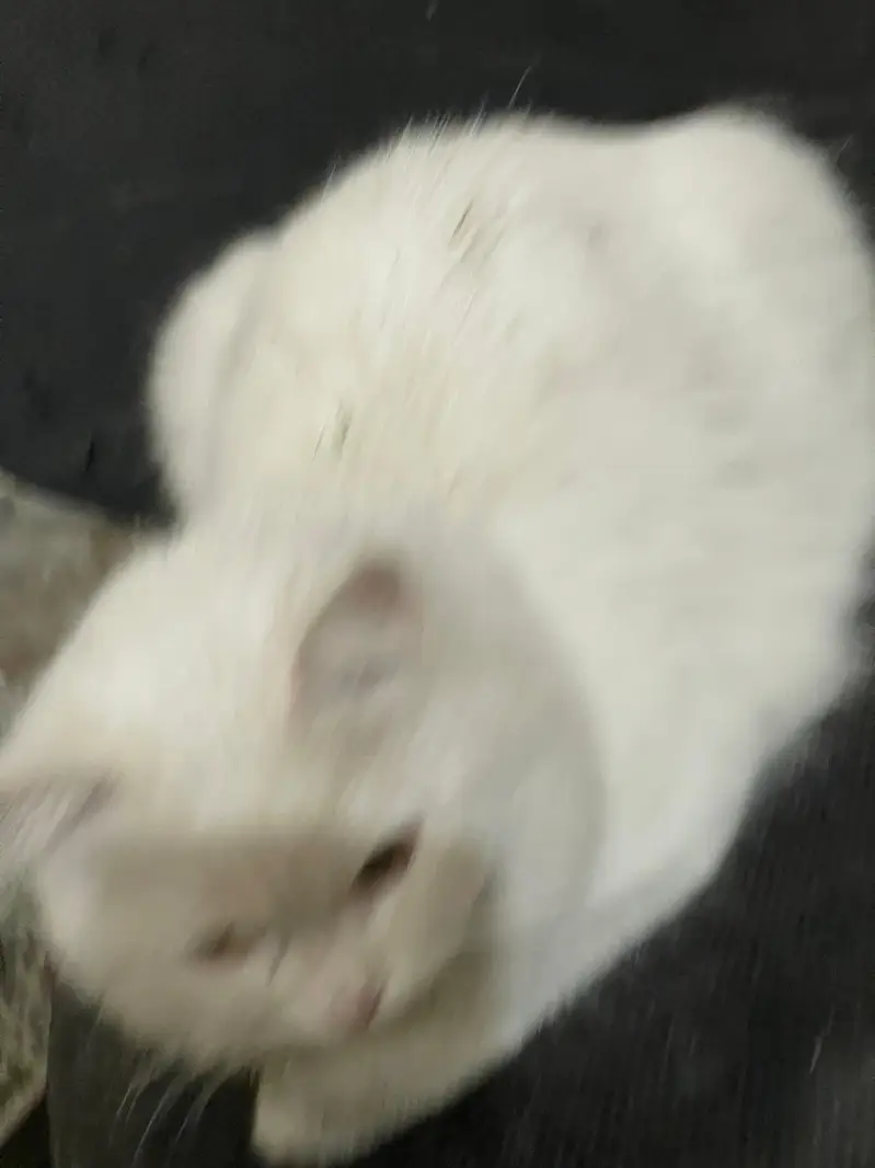 Persian cat female with 5 baby — photo 3