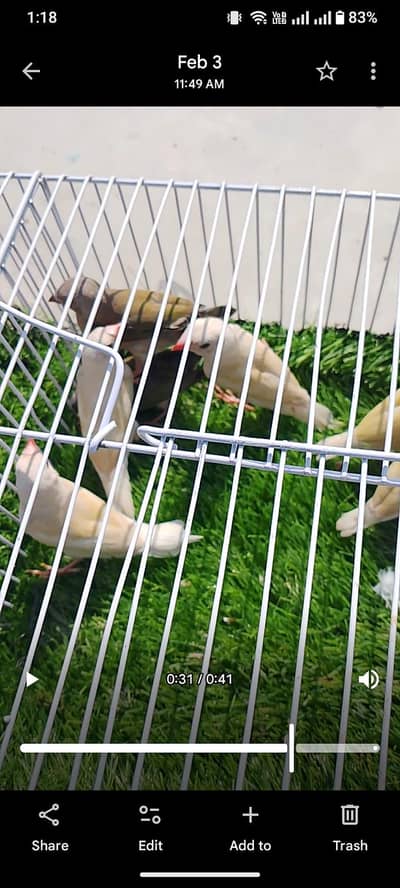 red eye goldian pair blue goldian pair