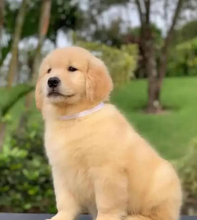 golden retriever puppies 03425655411