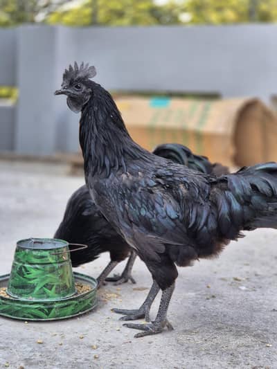 Golden Buff, Ayam Cemani, Sussex Chicks and eggs
