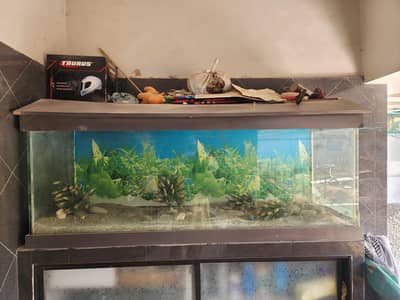 fish aquarium