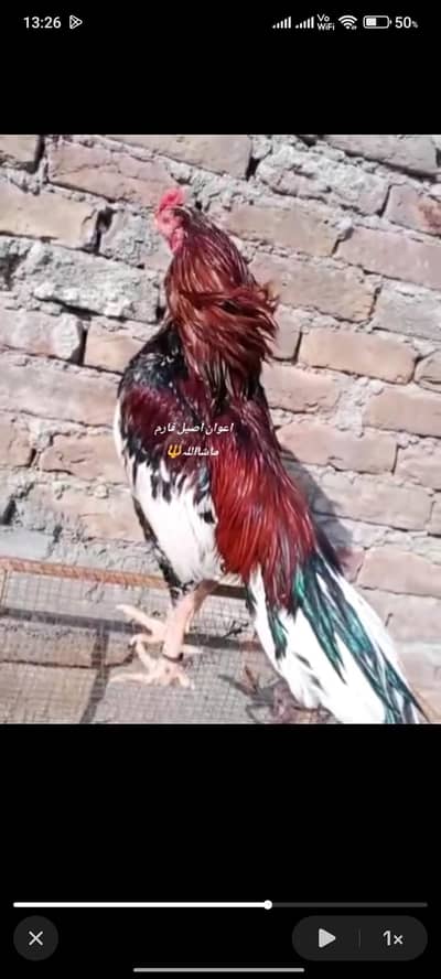 cheena quality wala 0/3/0/0/0/5/7/3/5/7/9