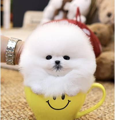 Pomeranian puppies 03425655411