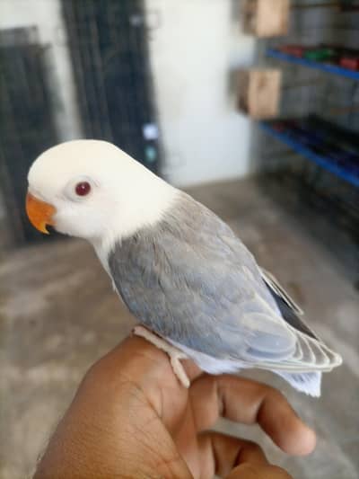 Palefellow Dunfellow and Aqua