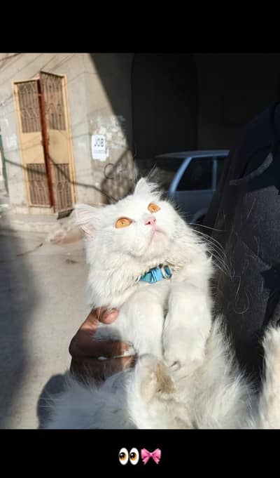 Persian cat triple coat