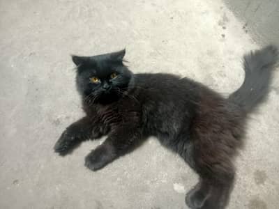 contact wo Cary Jo is ka khail Rakh Sakta ho