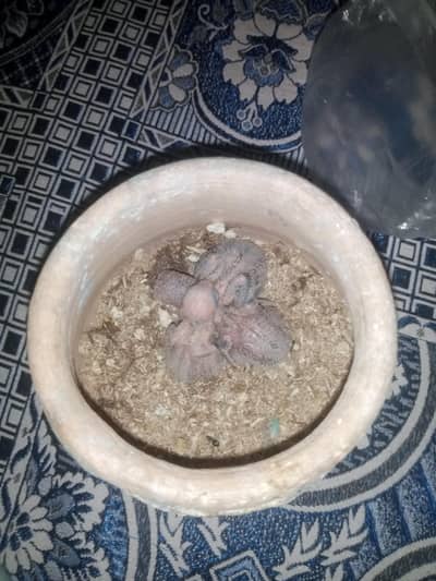 love bird chicks available ha