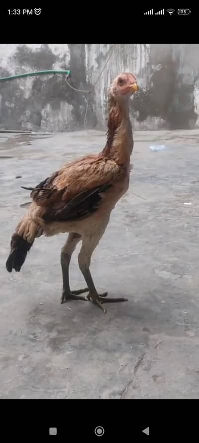 burmi cross 03406262931