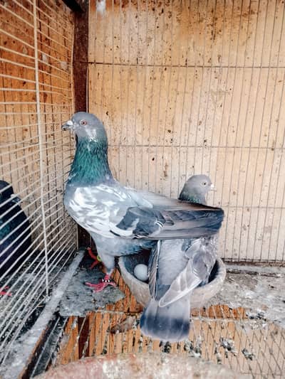 500 per Jo sab lega high flyer and gola kabootar and sherazi