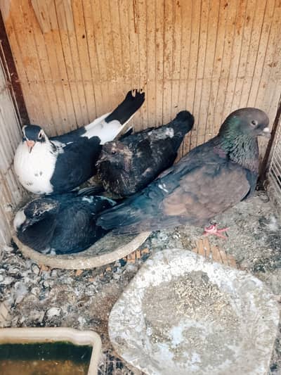 kala gola aur sherazi pair 2 bachon ke sath