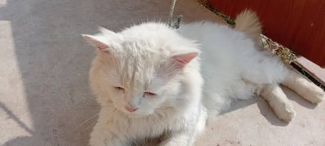 Turkish Angora Male healthy cat