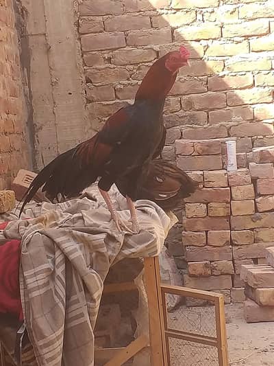 masallah assel murga dekhen