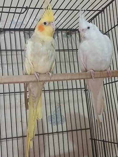 cocktail parrot breader pair ( Eno red eyes male yellow pide female)